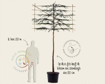 Leiconifeer - Rek 180x110 cm - pakket 4 stuks