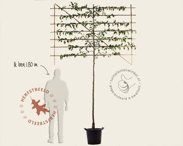 Sierpeer leiboom - Rek 200x130 cm - pakket 2 stuks