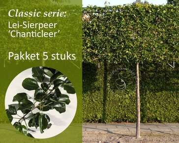 Sierpeer leiboom - Rek 200x130 cm - pakket 5 stuks