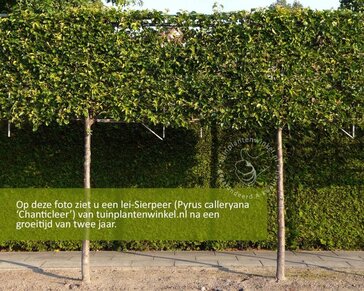 Sierpeer leiboom - Rek 200x130 cm - pakket 5 stuks