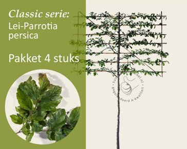 Parrotia persica leiboom - Rek 200x130 cm - pakket 4 stuks