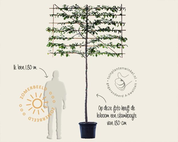 Parrotia persica leiboom - Rek 200x130 cm - pakket 4 stuks
