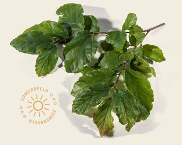 Parrotia persica leiboom - Rek 200x130 cm - pakket 4 stuks