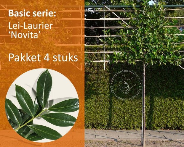 Prunus novita leiboom - Rek 180x110 cm - pakket 4 stuks