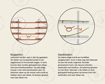 Prunus novita leiboom - Rek 180x110 cm - pakket 4 stuks