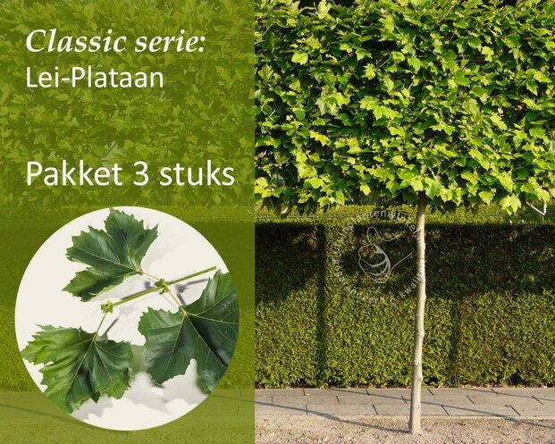 Leiplataan - Rek 200x130 cm - pakket 3 stuks