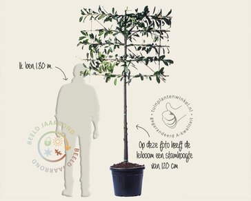 Prunus novita leiboom - Rek 120x90 cm - pakket 4 stuks