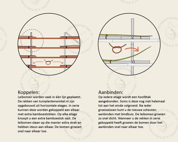 Rode leibeuk - Rek 200x130 cm - pakket 6 stuks