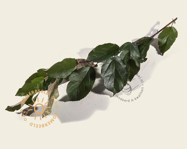 Lei-Sierappel 'Freja' - Rek 120x90 cm - pakket 2 stuks