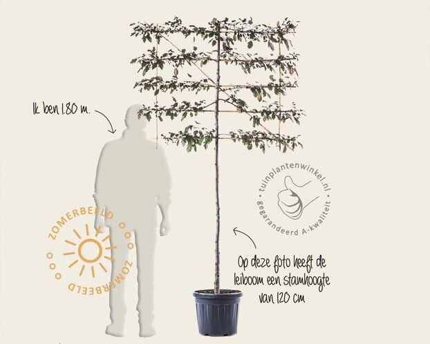 Lei-Sierappel 'Freja' - Rek 120x90 cm - pakket 5 stuks