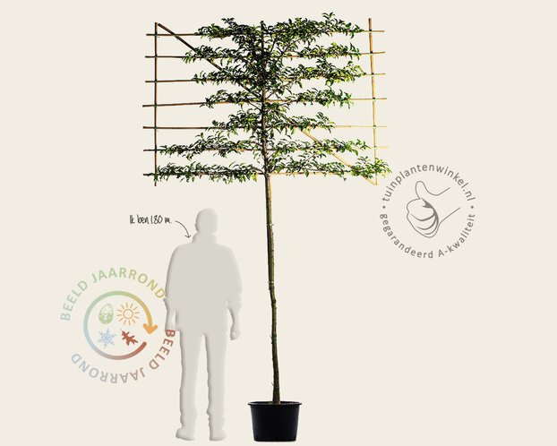 Prunus lusitanica brenelia leiboom - Rek 200x130 cm - pakket 2 stuks