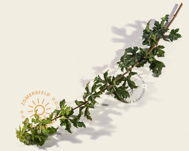 Lei-Veldesdoorn - Rek 180x110 cm - pakket 5 stuks