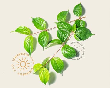 Leilinde 'Robin's Pride' - Rek 120x90 cm - pakket 4 stuks