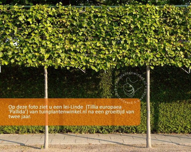 Leilinde - Rek 180x110 cm - pakket 2 stuks