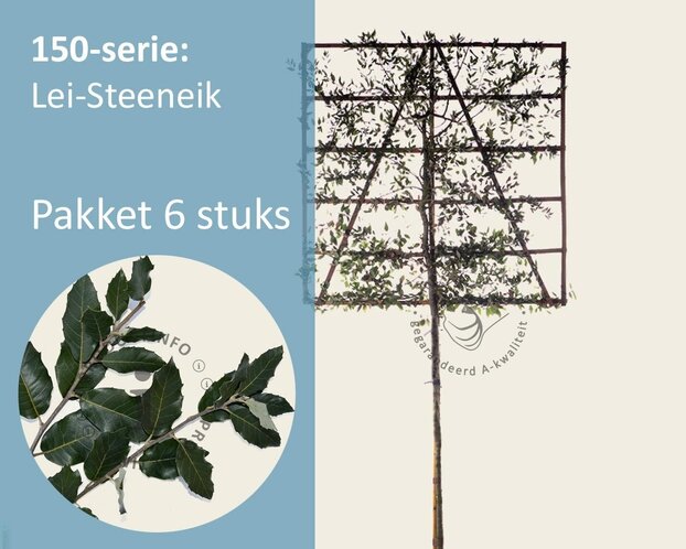 Steeneik leiboom - Rek 150x150 cm - pakket 6 stuks + EXTRAS!