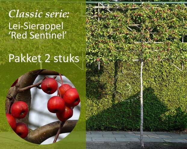 Malus red sentinel leiboom - Rek 200x130 cm - pakket 2 stuks