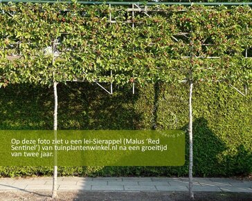 Malus red sentinel leiboom - Rek 200x130 cm - pakket 2 stuks