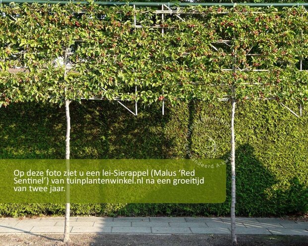 Malus red sentinel leiboom - Rek 200x130 cm - pakket 2 stuks