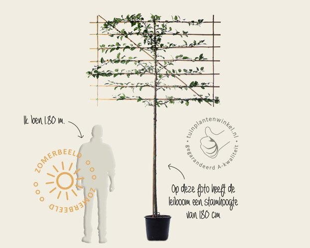 Malus red sentinel leiboom - Rek 200x130 cm - pakket 2 stuks