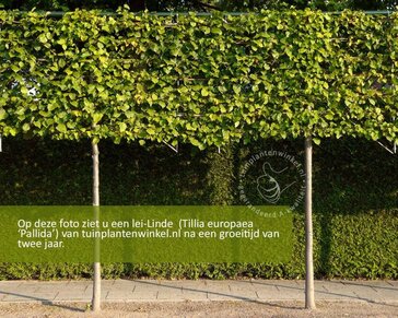 Leilinde - Rek 200x130 cm - pakket 4 stuks