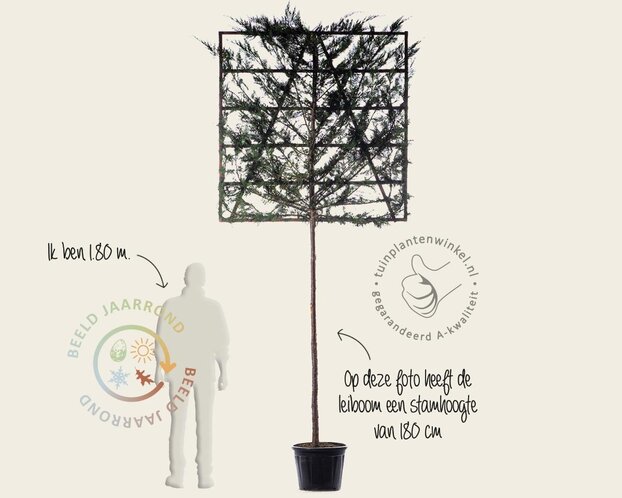 Leiconifeer - Rek 150x150 cm - pakket 3 stuks