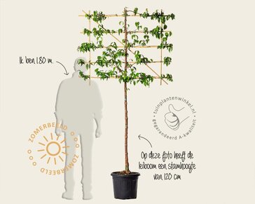 Lei-Kornoelje 'Robin's Pride' - Rek 120x90 cm - pakket 6 stuks