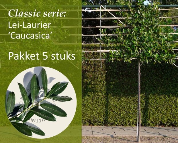 Prunus caucasica leiboom - Rek 200x130 cm - pakket 5 stuks