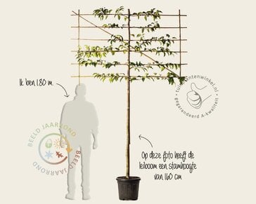 Prunus lusitanica tico leiboom - Rek 180x110 cm - pakket 6 stuks