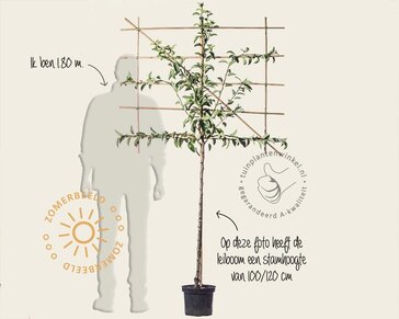 Leipeer - Rek 120x90 cm - pakket 3 stuks