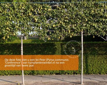 Leipeer - Rek 180x110 cm - pakket 3 stuks