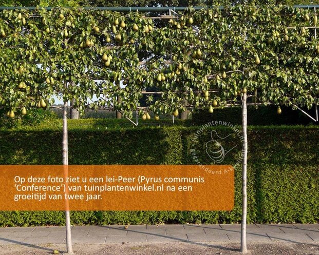 Leipeer - Rek 180x110 cm - pakket 3 stuks