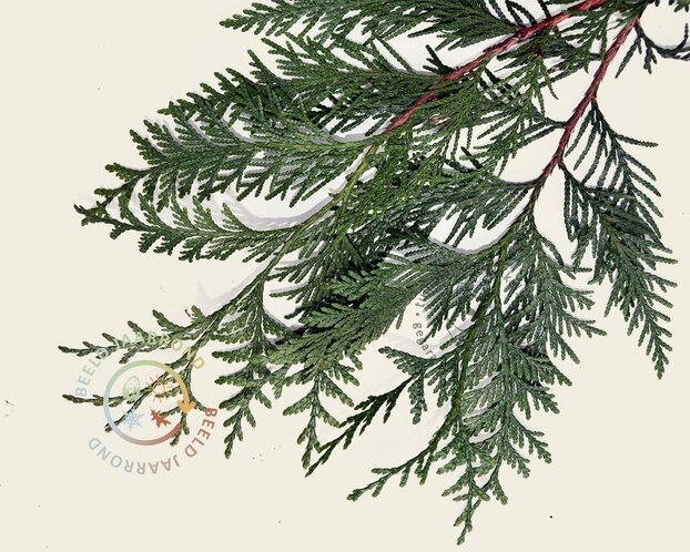 Leiconifeer 'Excelsa' - Rek 120x90 cm - pakket 3 stuks