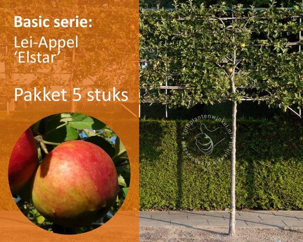 Lei appelboom - Rek 180x110 cm - pakket 5 stuks