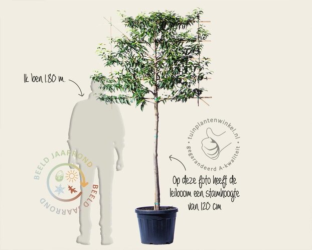 Prunus lusitanica angustifolia - Rek 120x90 cm - pakket 5 stuks