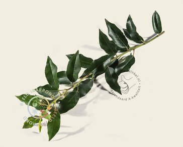 Prunus lusitanica angustifolia - Rek 120x90 cm - pakket 5 stuks