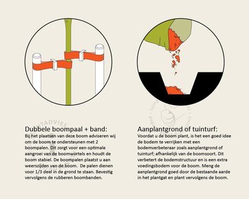 Steeneik leiboom - Rek 150x150 cm - pakket 4 stuks + EXTRAS!