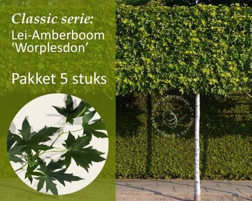 Lei amberboom - Rek 200x130 cm - pakket 5 stuks