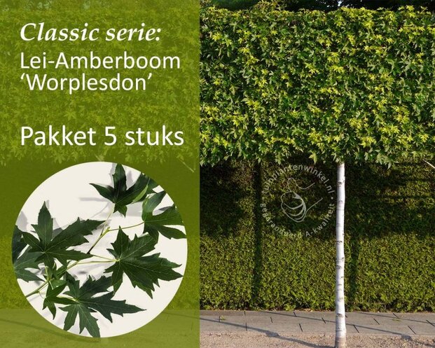 Lei amberboom - Rek 200x130 cm - pakket 5 stuks