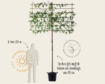 Lei amberboom - Rek 200x130 cm - pakket 5 stuks