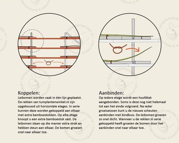 Lei amberboom - Rek 200x130 cm - pakket 5 stuks