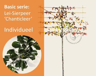 Sierpeer leiboom - Rek 180x110 cm