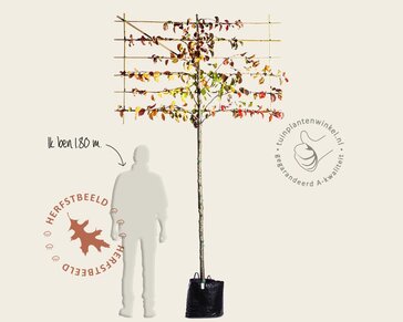 Sierpeer leiboom - Rek 180x110 cm