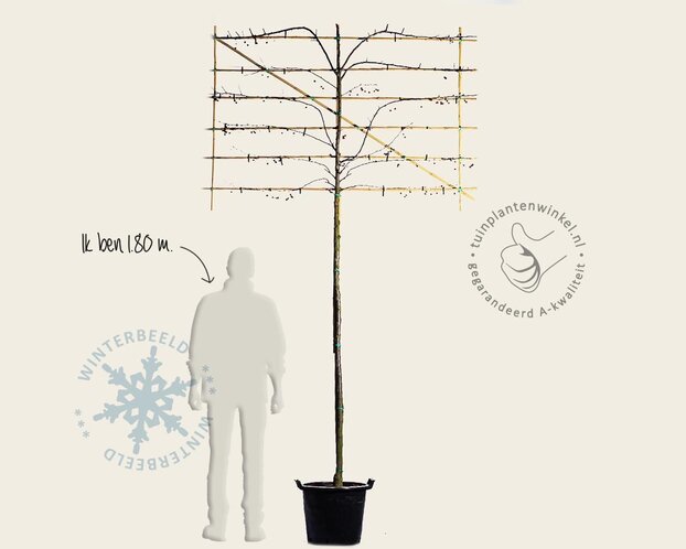 Lei-Sierappel 'Veitch's Scarlet' - Rek 180x110 cm