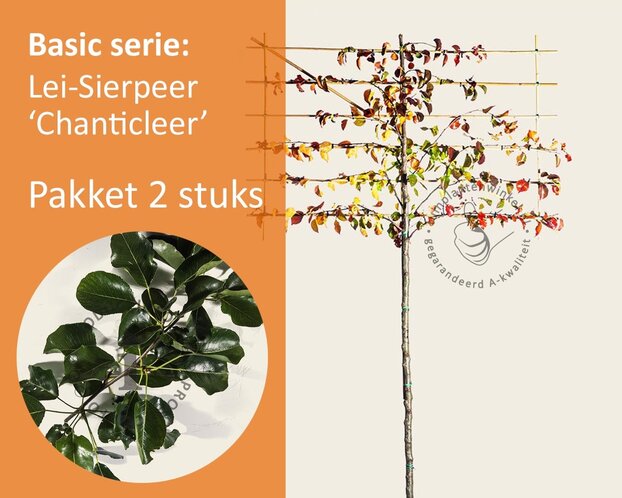 Sierpeer leiboom - Rek 180x110 cm - pakket 2 stuks