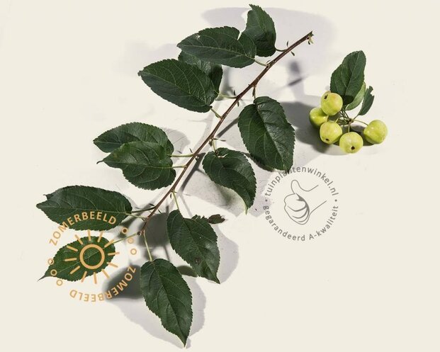 Malus red sentinel leiboom - Rek 180x110 cm - pakket 2 stuks