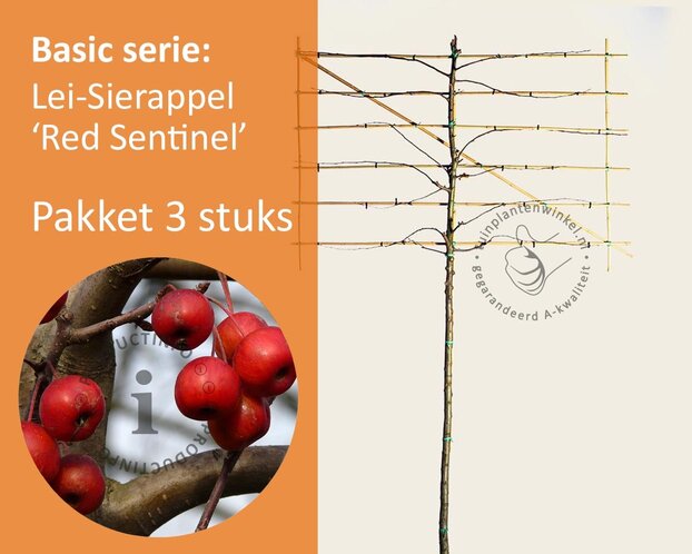 Malus red sentinel leiboom - Rek 180x110 cm - pakket 3 stuks