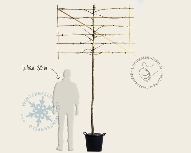 Malus red sentinel leiboom - Rek 180x110 cm - pakket 3 stuks