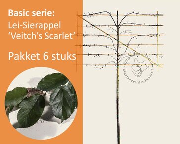 Lei-Sierappel 'Veitch's Scarlet' - Rek 180x110 cm - pakket 6 stuks