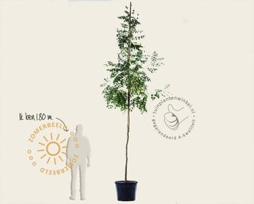 Koelreuteria paniculata - hoogstam image