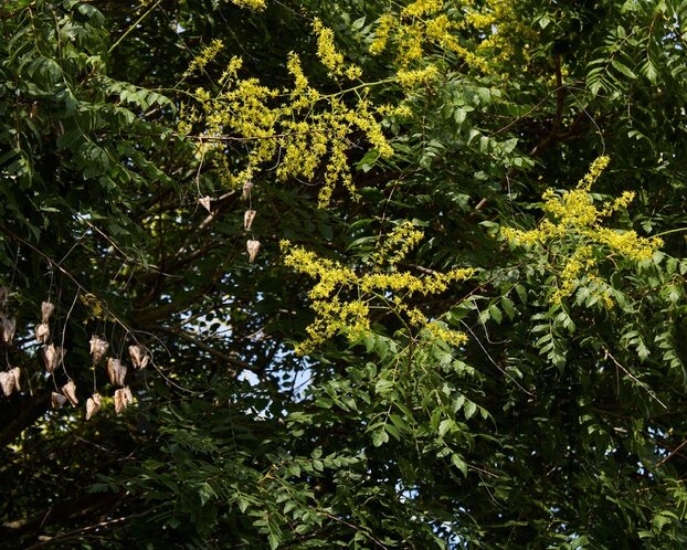 Koelreuteria paniculata - hoogstam